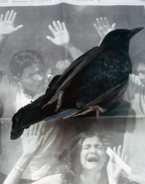 Dead Bird, Geert Goiris, 2008, solventdruk op Dibond, Collectie M Leuven