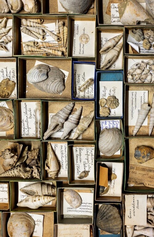 Collection de coquillages KU Leuven