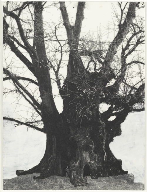Patrick Van Caeckenbergh Drawings of Old Trees (summer 2010), 2010, 26,8 x 20,2 cm © Peter Cox, Courtesy Zeno X Gallery Antwerp