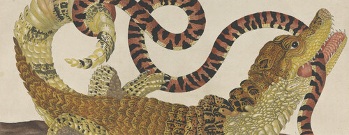Maria Sibylla Merian Over de voortteelling en wonderbaerlycke veranderingen der Surinaamsche insecte