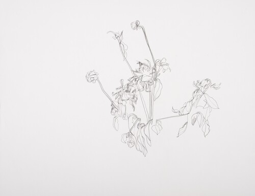Wouter Krokaert, Planttekeningen, OPEN M (2013)