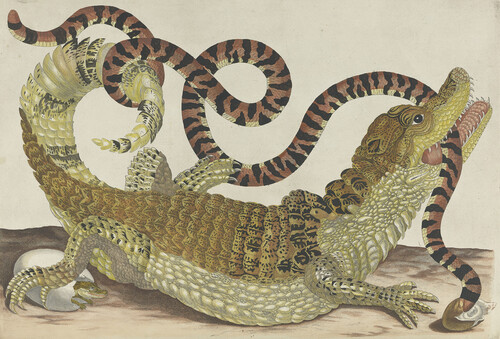 Maria Sibylla Merian, ‘Over de voortteelling en wonderbaerlycke veranderingen der Surinaamsche insecten’, 1730
